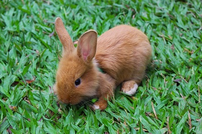 芝生の上の子ウサギ