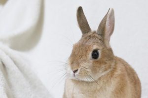 うさぎの耳が冷たい時はどうする 体温調節の役割があるってホント Rabbit Love It